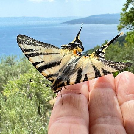 Apartments Bella Vista Makarska Dış mekan fotoğraf